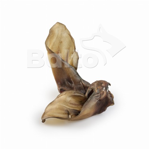 Ucho cielęce luz 2 zw.jpg