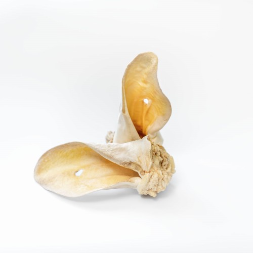 NET_ucho_wolowe_miodowe_z_miesem_.jpg