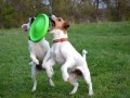 Balto flyber dwustronny latający dysk dla psa 6.jpg
