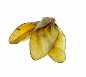 Ucho cielęce, produkt PREMIUM. Opakowanie 1 sztuka